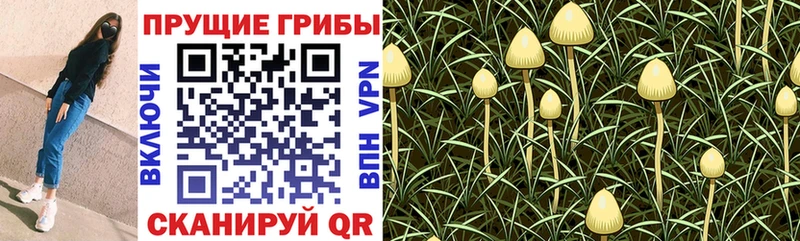 Псилоцибиновые грибы Cubensis Приозерск